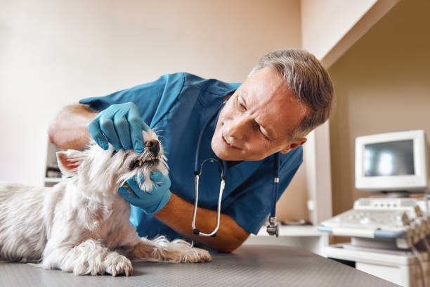 Best Emergency Treatment for Dental Infections or Abscesses in Boston, GA